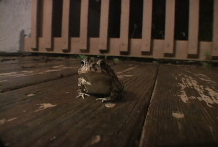 Close up of Florida frog at night.