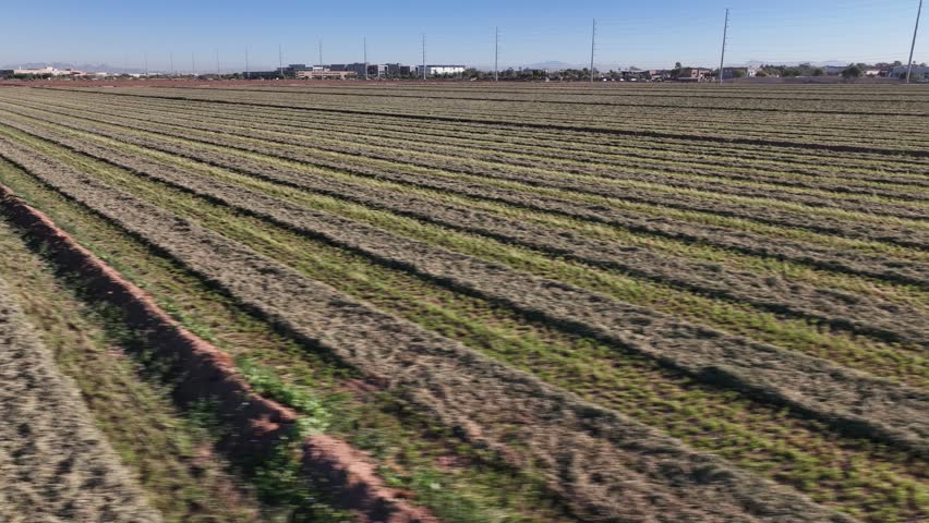 Aerial view of beautiful agricultural fields with green crops in rows, Chandler, Arizona, United States.