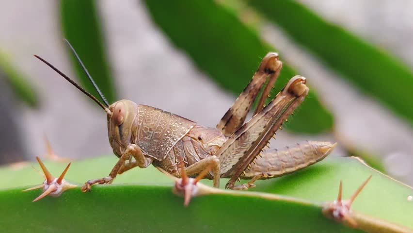 A grasshopper on a leaf. The grasshopper is golden brown in color with detailed texture. Around it, there are small thorns on the leaf, indicating its natural habitat which may grow in bushes