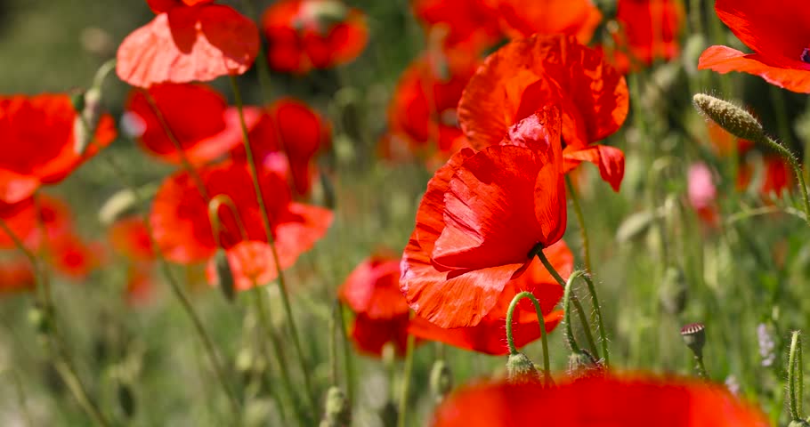 red blooming poppies in the field in spring, a large number of red poppies in the green grass