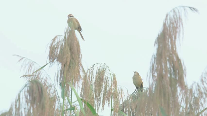 Striated Grassbird isolated in habitat