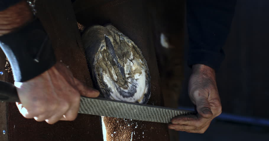 Super slow motion of a skilled equine farrier filing and repairing an old horse hoof, preparing it for shoeing. The farrier trims and rasps off excess hoof wall in the stable at 1000 fps.