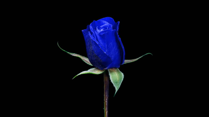Blue Rose Plant Blooming Flower in Time Lapse on a Black Background with Alpha Matte Channel. Single One Flower Opens Bud and Moving Petals in Timelapse