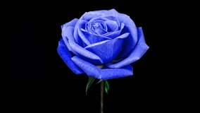 Blue Rose Plant Blooming Flower in Time Lapse on a Black Background with Alpha Matte Channel. Single One Flower Opens Bud and Moving Petals in Timelapse - Powered by Shutterstock - Get 15% off with code: PIKWIZARD15