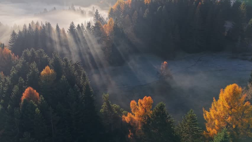 Morning sunlight illuminates autumn forest landscape with mist and colorful foliage. Golden autumn leaves contrast with mist-covered greenery. Morning aerial view of autumn forest 