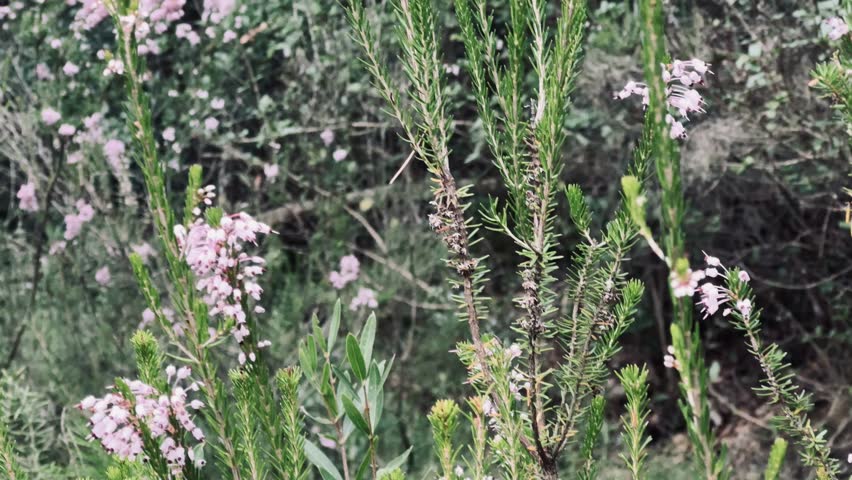 Wild plant with purple flowers in autumn. Purple lentil ‘Canon Went’.
