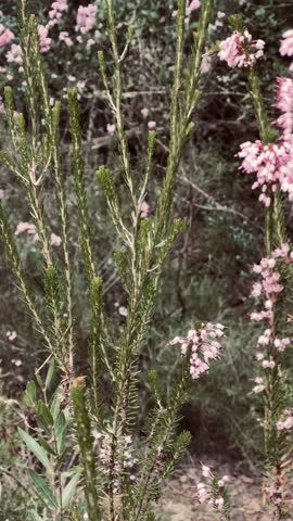 Wild plant with purple flowers in autumn. Purple lentil ‘Canon Went’.
