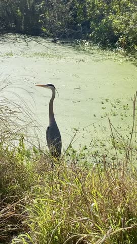 A heron standing near a wetland covered with green algae