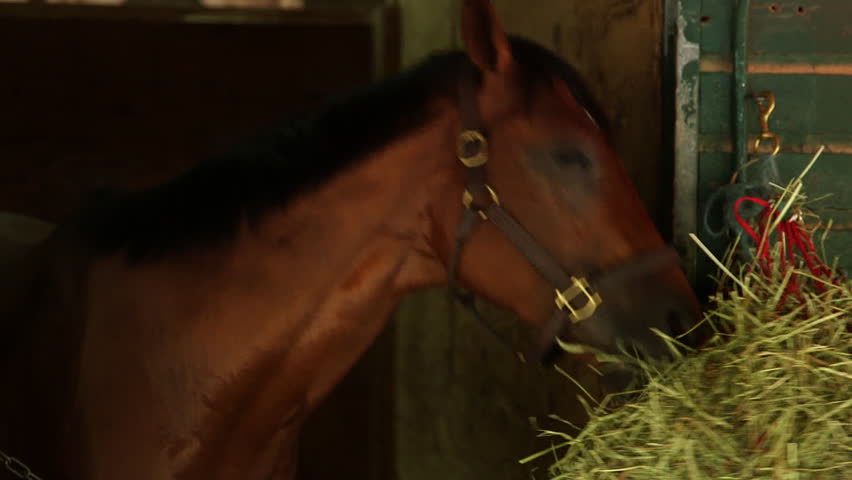 Horse in stall looking around