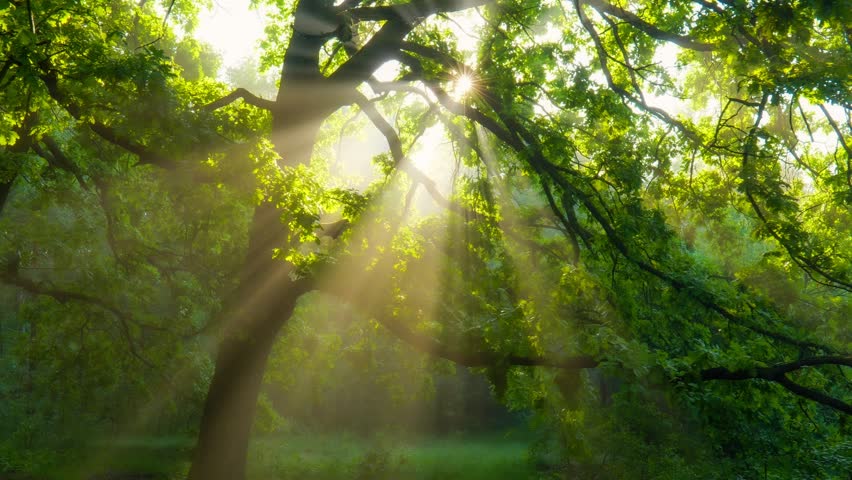 Magic foggy green forest. Sunrays break through green leaves. Sunlight filters through lush tree canopy in serene forest setting during early morning hours