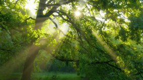 Magic foggy green forest. Sunrays break through green leaves. Sunlight filters through lush tree canopy in serene forest setting during early morning hours - Powered by Shutterstock - Get 15% off with code: PIKWIZARD15