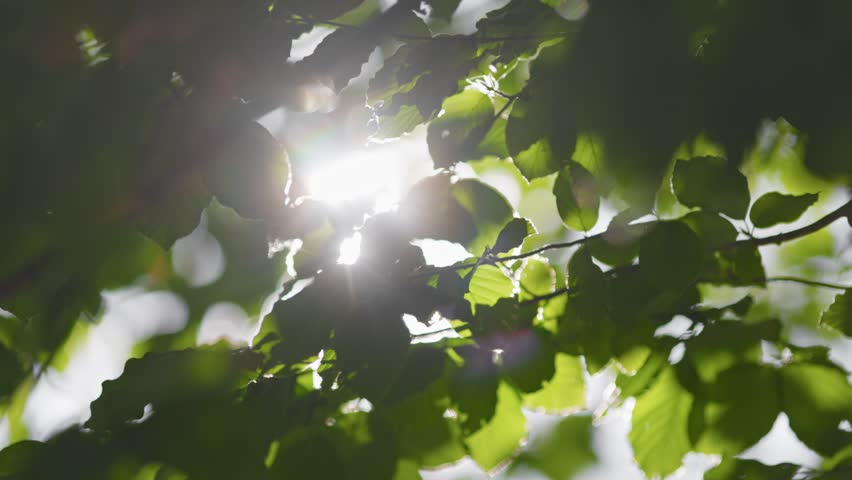 Sunlight breaks through the canopy of vibrant green leaves. Soft sun beams shine through vibrant green tree leaves