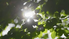 Sunlight breaks through the canopy of vibrant green leaves. Soft sun beams shine through vibrant green tree leaves - Powered by Shutterstock - Get 15% off with code: PIKWIZARD15