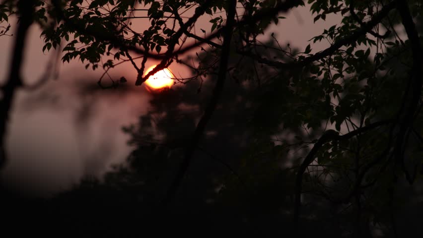 4k Time lapse of the dramatic sunset behind dense trees.