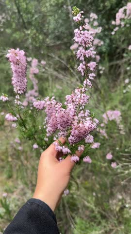 Female hand touches wild plant with purple flowers in autumn. Purple lentil 'Canon Went'.