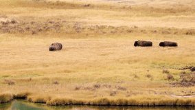 Bison in Yellowstone National Park - Powered by Shutterstock - Get 15% off with code: PIKWIZARD15