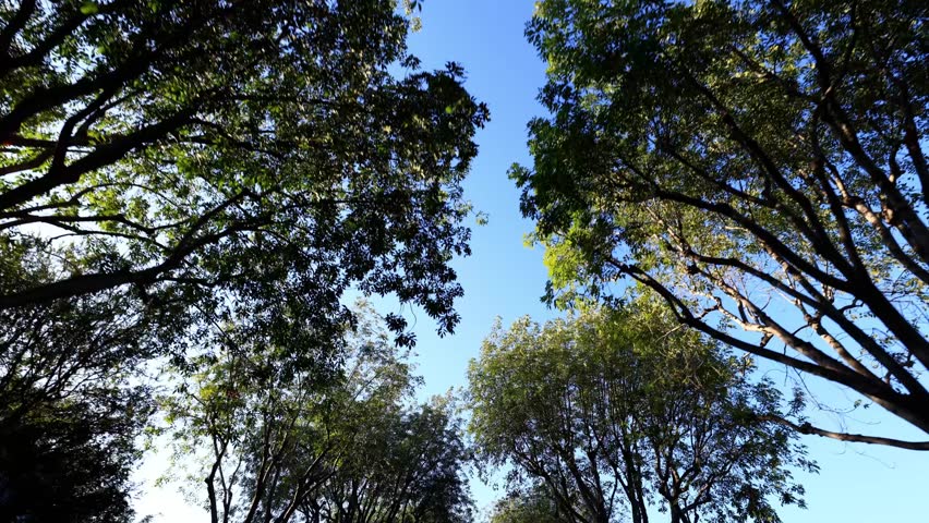 Looking up while driving down a tree lined street in Beverly Hills California