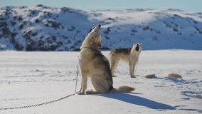 Two sled dogs sit on snow-covered terrain against a backdrop of mountains, both howling one in the foreground with its head tilted upward and the other in the background - Powered by Shutterstock - Get 15% off with code: PIKWIZARD15