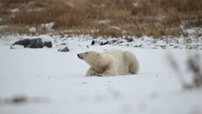 Young polar bear resting while waiting for ice to freeze on Hudson Bay near Churchill, Manitoba