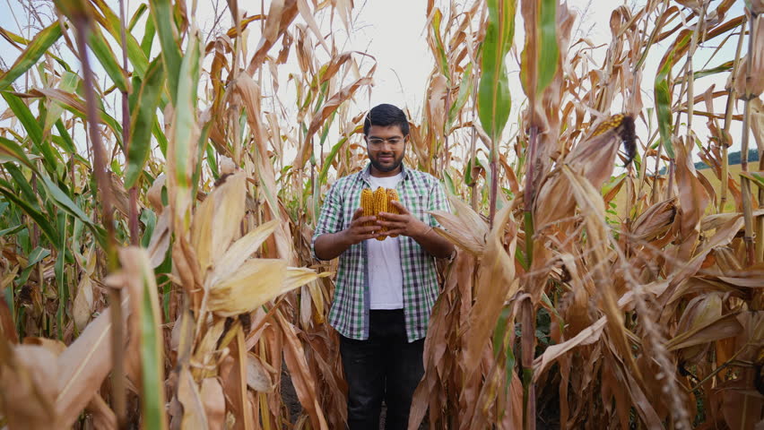 Indian Farmer Holding Freshly Harvested Corn in the Field