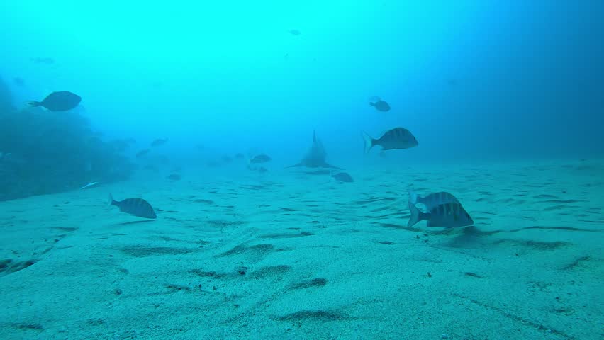 A threatening bull shark (Carcharhinus leucas) approaches the camera head-on, brushing past in a dramatic encounter. Filmed in Cabo Pulmo, Mexico. Check the gallery for similar footage.