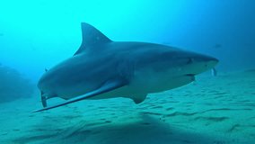 A threatening bull shark (Carcharhinus leucas) approaches the camera head-on, brushing past in a dramatic encounter. Filmed in Cabo Pulmo, Mexico. Check the gallery for similar footage. - Powered by Shutterstock - Get 15% off with code: PIKWIZARD15