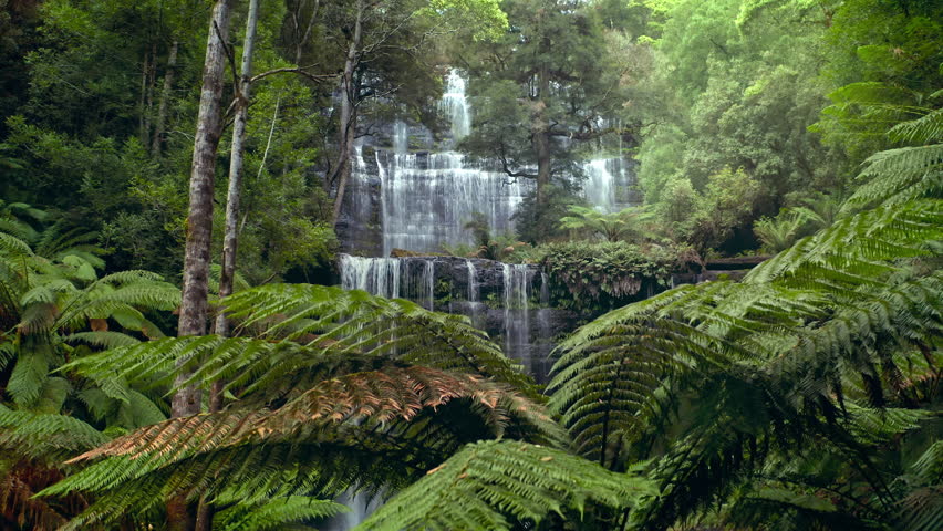 Green jungle forest Tasmania Australia. Rainforest waterfall beautiful nature