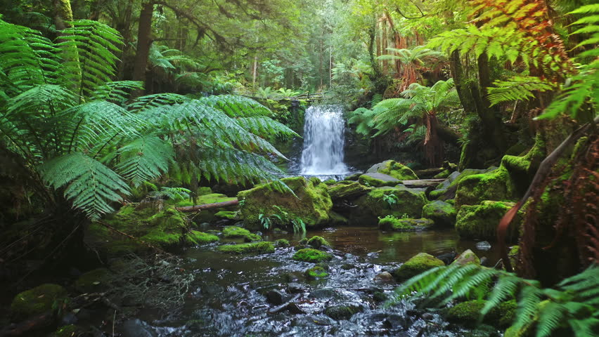 Rainforest waterfall Australia nature wilderness. Majestic Horseshoe falls TAS