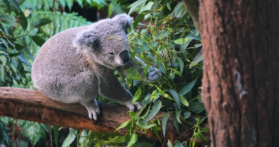 Indigenous animal of Australia Koala Bear in forest reserve sanctuary