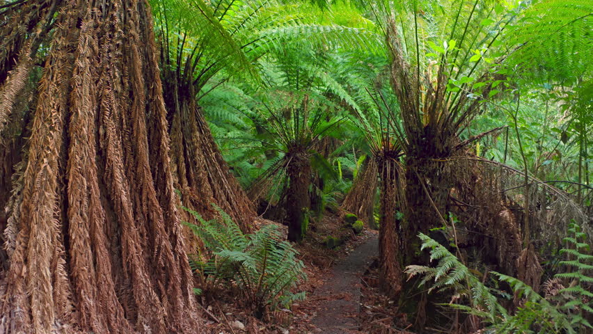 Tasmania nature reserve. Australia national park trail under fern trees