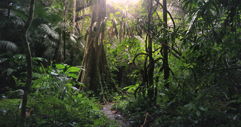 Dense tropical jungle forest natural environment. Wild vegetation landscape
