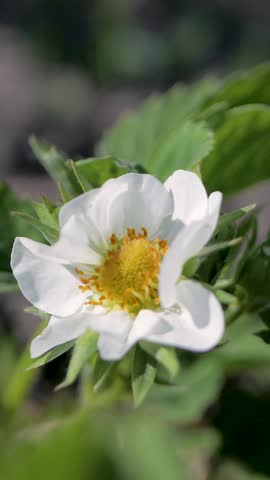 White petals and yellow center of strawberry flower with green leaves surrounding. Natural phase of fruit bearing process in garden, first sign of seasonal growth leading to strawberry harvest
