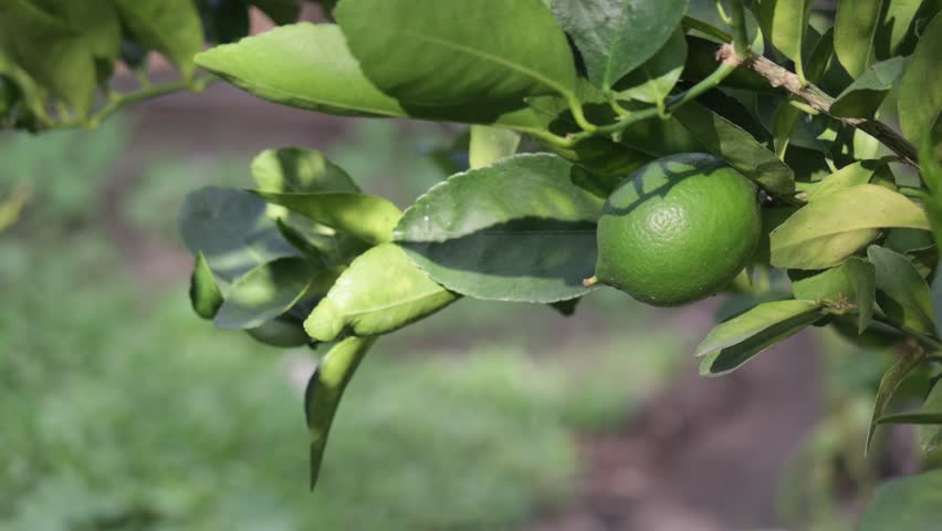 Hand reaches for ripe lime on tree in sunny orchard during harvesting season