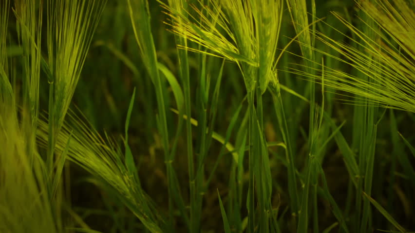 Summer. Sunny weather. Green wheat ears. Close-up. The camera moves from the
