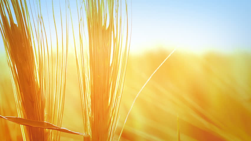 Two ripe ears of wheat are trembling in the wind in the rays of the sun. Closeup