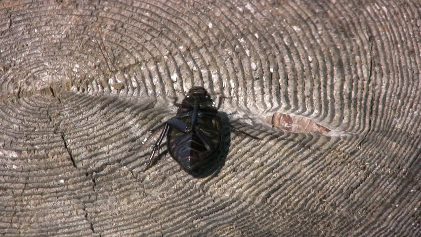 Big black beetle on the stump overturns back to the legs and removed satisfied