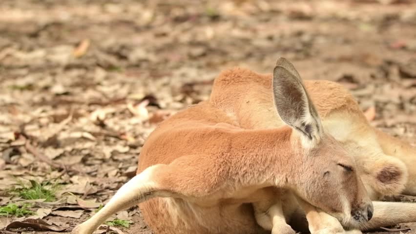 The red kangaroo is the largest of all kangaroos, the largest terrestrial mammal native to Australia, and the largest extant marsupial.