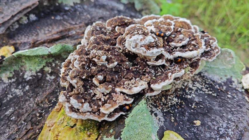 fungus beetle crawling around the wild rotting bracket fungus.