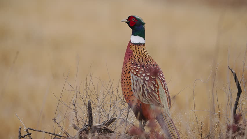 Ring-necked Pheasant rooster standing on the edge of a field as it looks around the landscape.