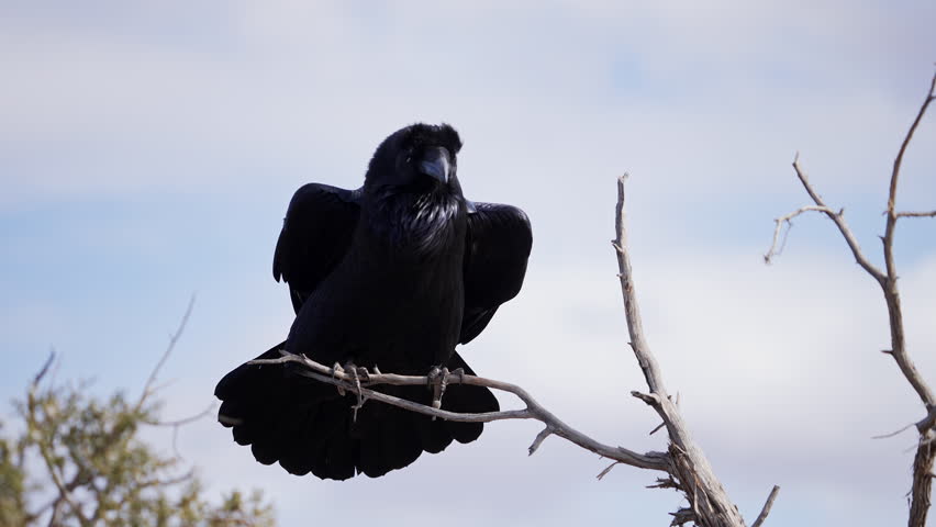 Raven sitting on a tree branch make various calls in slow motion.