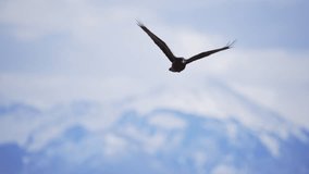 Close up of a raven flying through the sky in slow motion against cloudy sky. - Powered by Shutterstock - Get 15% off with code: PIKWIZARD15