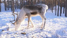 Close-up footage of a reindeer enjoying its meal of lichen in the snowy landscapes of Finnish Lapland. A serene moment in Arctic nature - Powered by Shutterstock - Get 15% off with code: PIKWIZARD15
