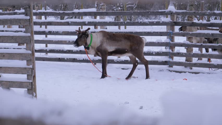 Brown reindeer standing behind barriers in a snowy Rovaniemi landscape, Finland. Perfect for Arctic wildlife, winter tourism, and Lapland-themed projects.