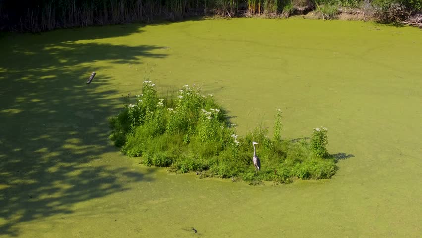 Aerial view of gray heron on moss covered lake 4K