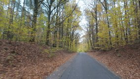 A quiet road lined with tall autumn trees in a serene beech forest setting - Powered by Shutterstock - Get 15% off with code: PIKWIZARD15