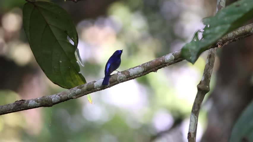 The small Niltava bird is siging in the middle of the jungle.