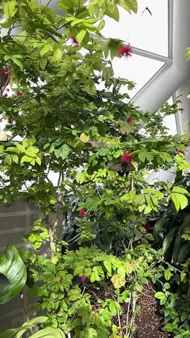 Butterfly in flight in the wild