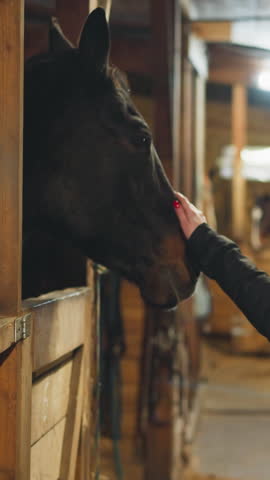 Woman stretches hand to stroke head of horse looking out of hole in wooden stall. Caring female tourist shows love for domestic animal in barn closeup
