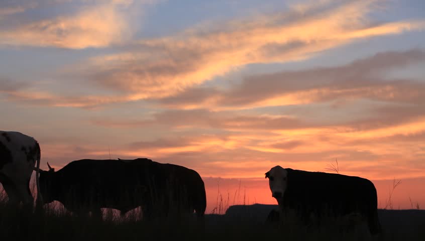 A medium shot a herd of cattle resting and walking around  at sunset .