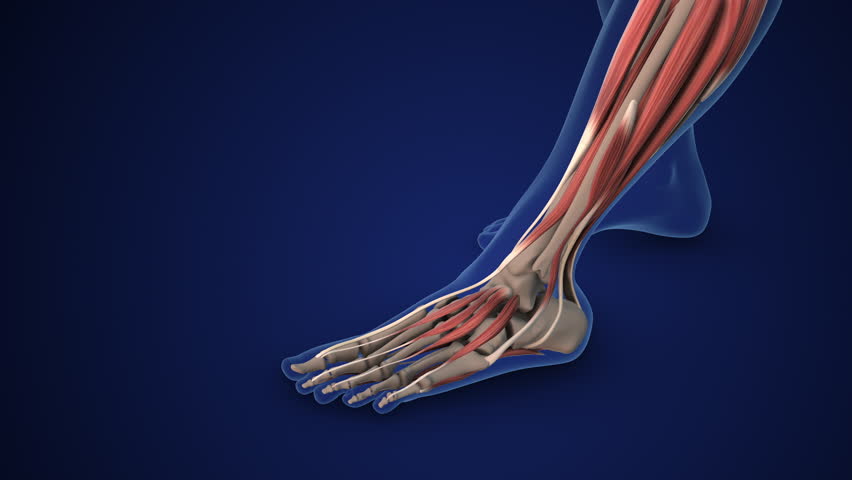 Plantar Fascia Providing Arch Support in Feet